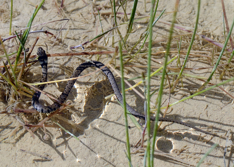 Una piccola Natrix natrix